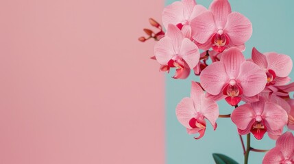 Fototapeta premium Close-up of a beautiful pink orchid flower plant with multiple blossoms and green leaves against a pastel pink and blue split background for floral decoration or botanical design