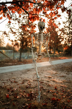 Halloween Skeleton Hanging in Autumn Glow