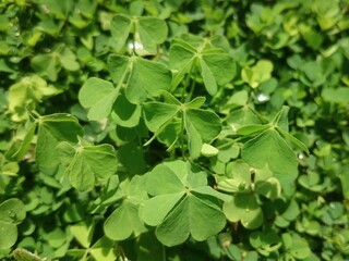 close up of green parsley