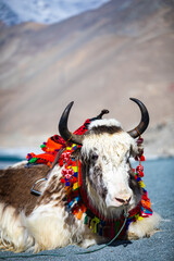 Yaks at Baisha Lake in Pamir Plateau, Xinjiang, China