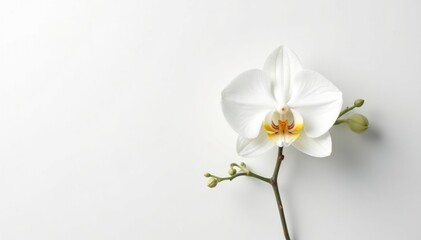 Delicate white orchid blossom on stark white backdrop, serene, fresh, fragile