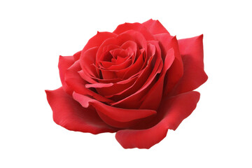 Vibrant red rose blossom with detailed petals on black background, cut out