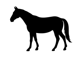 horse silhouette on transparent background for web and graphic design