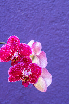 red and pink orchids against a vibrant blue stucco wall