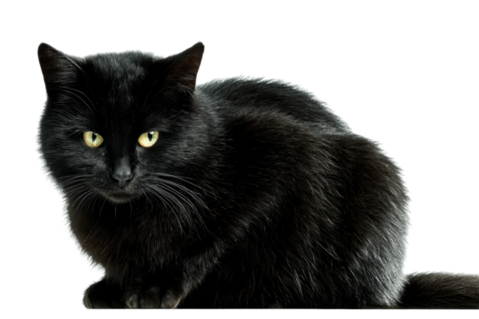 Black cat with green eyes posing against black background, cut out