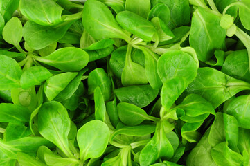 Fresh lambs leaf salad green leaves background detail also known as cornsalad