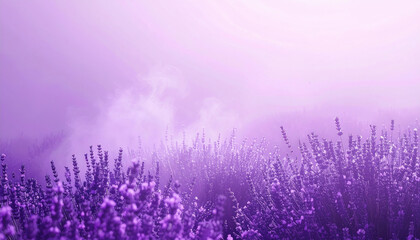 Naklejka premium Serene Lavender Field with Soft Purple Hues and Misty Atmosphere