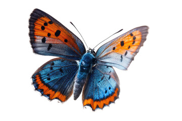 Vibrant blue and orange butterfly with spread wings on black background, cut out