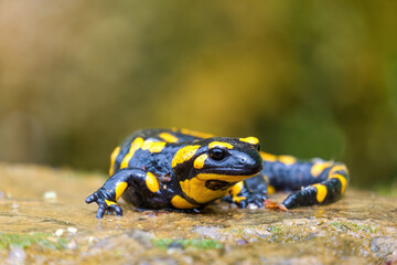 Detail of Fire Salamander on the stone, Salamandra salamandra. Black and yellow spotted amphibian. Wild European venomous animal from rainforest. Wildlife scene from nature in the mountains