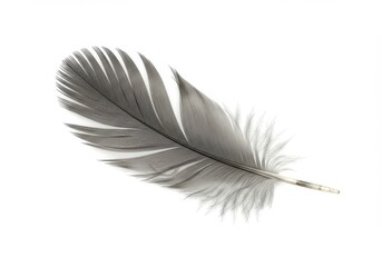 Single Gray Bird Feather Soft Light Delicate Nature Wildlife Photography Studio Shot art wing white