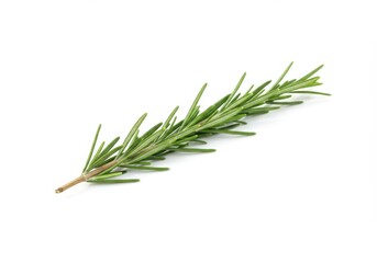 Fototapeta premium Fresh Rosemary Sprig Isolated on White Background Culinary Herb Aromatic Plant Ingredient Cooking