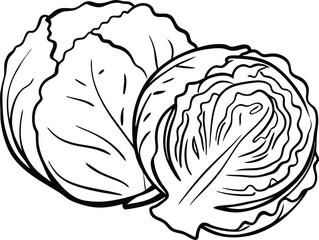 vector illustration of a cabbage