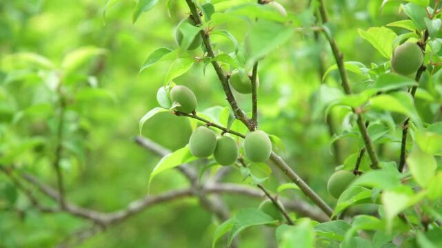 風に揺れる梅