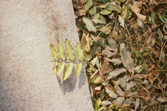 Autumn leaf - Powered by Adobe