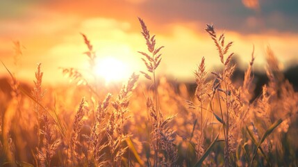 Close up of tall grass against a vibrant sunset.