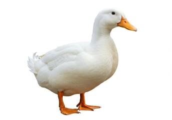 Fototapeta premium White Pekin Duck Farm Animal Poultry Bird Domestic Animal Beak Legs Feet Pure Rural Wings Clean