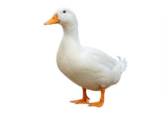 White Pekin Duck Farm Animal Poultry Bird Domestic Bird Beautiful Fluffy Feather Wing Beak Foot Cute