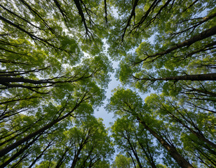 Fototapeta premium Upward view of vibrant green tree canopy in lush spring forest with clear blue sky and tall trees