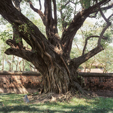 An old tree in a city park.