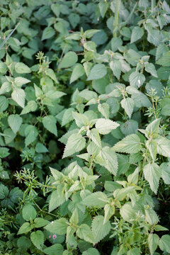 A lush carpet of stinging Nettles seen from above