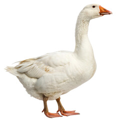 goose isolated on white background © Ali Designer