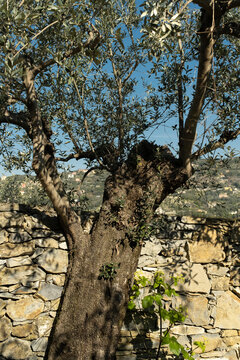 Olive Tree Sei in Stone Wall