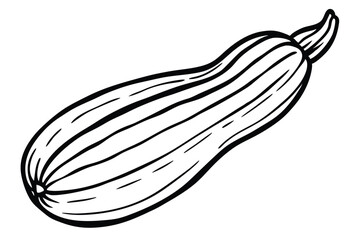 Zucchini Vegetable Vector Illustration Isolated on White Background