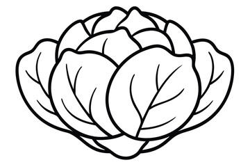 Brussels Sprouts Vegetable Vector Illustration on White Background

