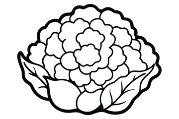 Cauliflower Vegetable Vector Illustration on White Background

