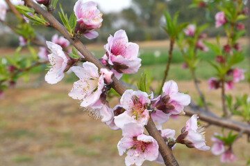 Beautiful Pink Peach Blossoms in a Garden, Pink Peach Flowers Blooming on Peach Tree, Beautiful...