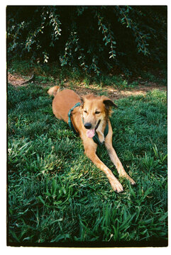 Brown dog 