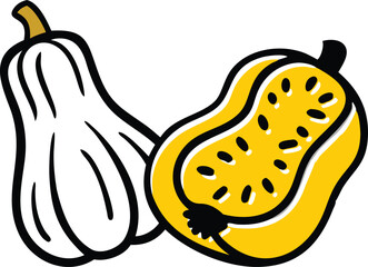 Squash Butternut Acorn Vegetable Vector Illustration Isolated on White Background