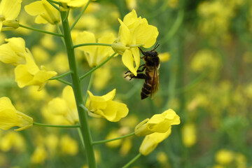 Mustard flower field is full blooming, yellow mustard field landscape industry of agriculture, mustard flowers closeup photo, Oil seed crop cultivation in Pakistan, Full Blooming Yellow Mustard Flo Dw
