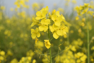 Mustard flower field is full blooming, yellow mustard field landscape industry of agriculture, mustard flowers closeup photo, Oil seed crop cultivation in Pakistan, Full Blooming Yellow Mustard Flo Dw