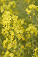 Fototapeta premium Mustard flower field is full blooming, yellow mustard field landscape industry of agriculture, mustard flowers closeup photo, Oil seed crop cultivation in Pakistan, Full Blooming Yellow Mustard Flo Dw