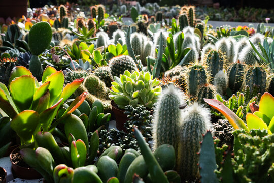 Little succulent plants in rack
