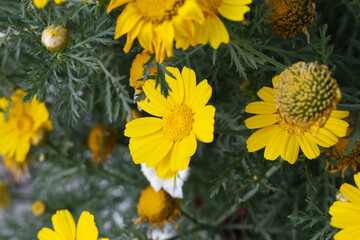 Bright Yellow Crown Daisy, Close-up of a Bright yellow crown daisy flower, blooming in nature, Close-up shot of beautiful yellow Crown Daisy flower (Chrysanthemum coronarium), Crown Daisy,