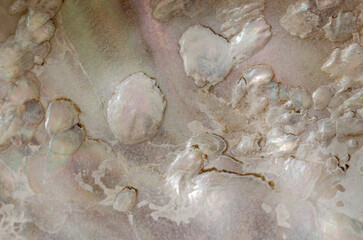 Closeup macro photograph iridescent white patterns abalone shell