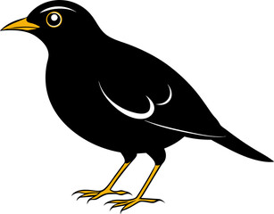 Bold, Bright, and Talkative  The Myna Bird