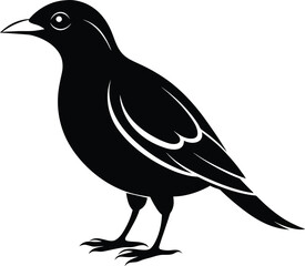 Chirping Charm Meet the Myna Bird