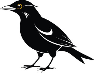 Why the Myna Bird Is Smarter Than You Think