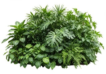 Lush Tropical Foliage Green Plants Nature Garden Botany leaf flora image photo leaves jungle growth