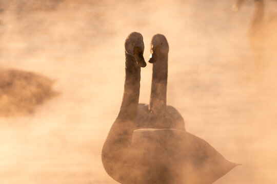 Whopper Swans In Lake Kussharo, Hokkaido, Japan