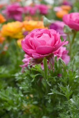 Beautiful Pink ranunculus flower growing in an outdoor flower garden. ranunculus flower closeup, Pink blooming flower, Closeup shot of a beautiful blossoming ranunculus in field