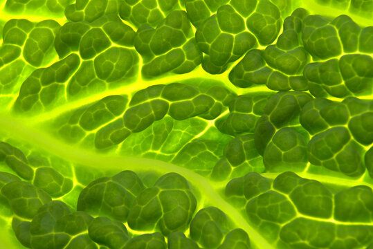 Closeup macro photograph savoy cabbage (Brassica oleracea) 