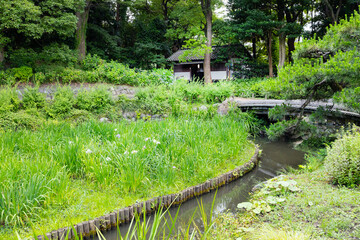 初夏の清澄庭園
