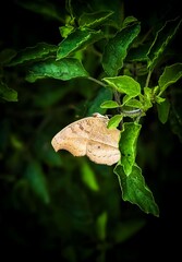 delicate butterfly rests gently on a vibrant leaf, its wings outstretched in the sunlight, capturing a peaceful moment of nature’s grace and harmony.
