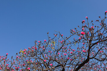 Vibrant Pink Blossoms Against Clear Blue Sky View
