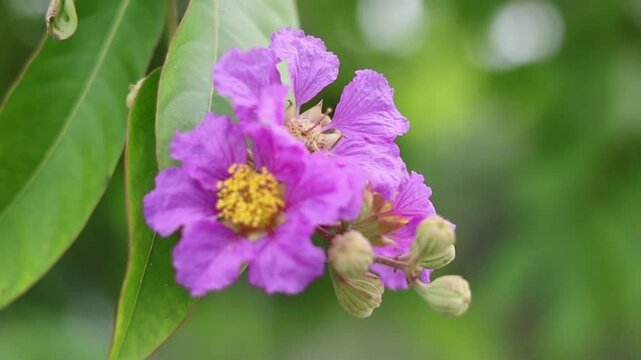 purple jarul flower closeup