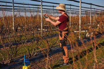 Male gardener with pruning shears working in a blueberries organic farm.